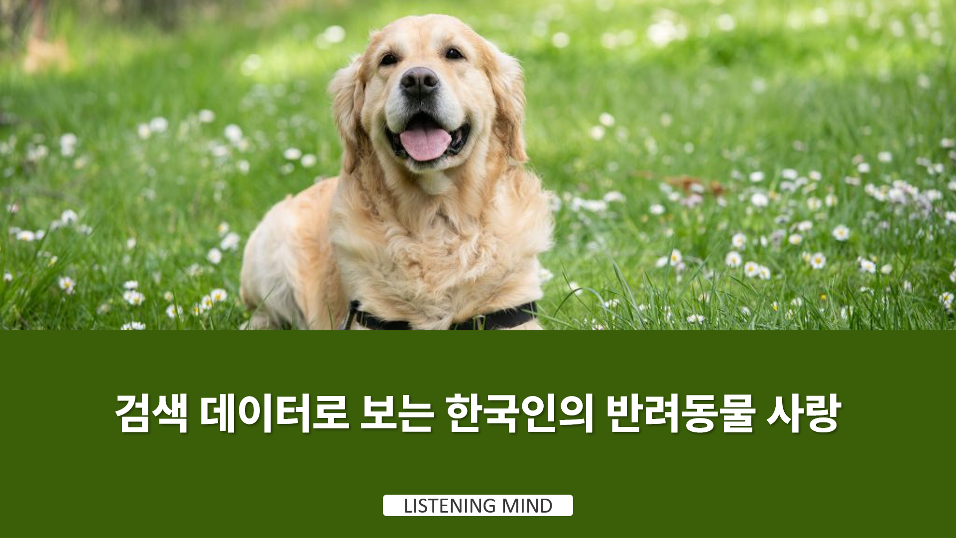 korea-pet-search-data